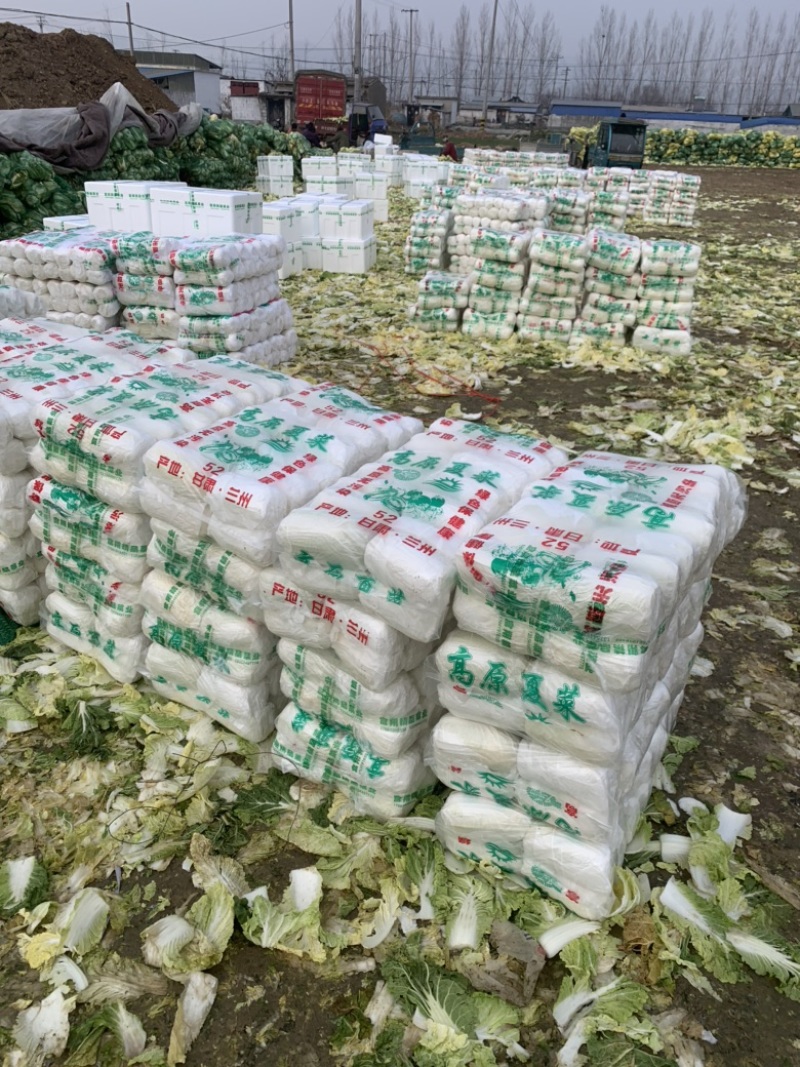 山东精品娃娃菜长期大量有货长期供应各大超市电商需要的联系