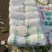 山东精品娃娃菜长期大量有货长期供应各大超市电商需要的联系