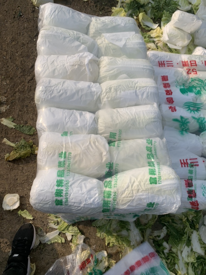 山东精品娃娃菜长期大量有货长期供应各大超市电商需要的联系