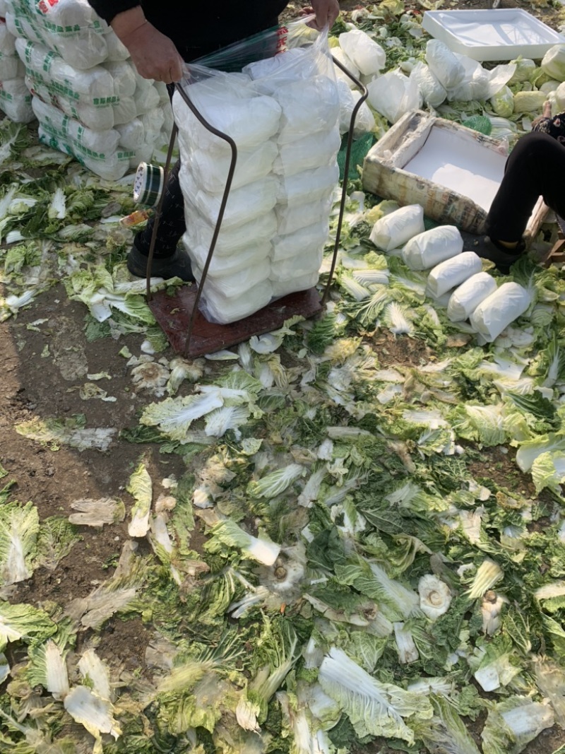 山东精品娃娃菜长期大量有货长期供应各大超市电商需要的联系