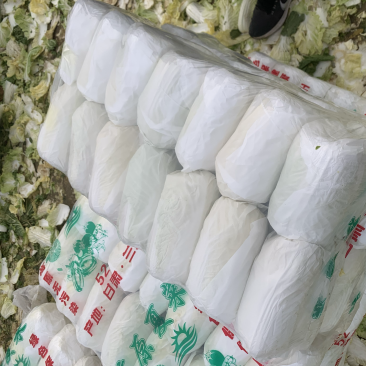 山东精品娃娃菜长期大量有货长期供应各大超市电商需要的联系