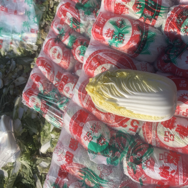 山东精品娃娃菜长期有货，大量供应各大超市电商需要联系