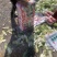 山东精品娃娃菜长期有货，大量供应各大超市电商需要联系