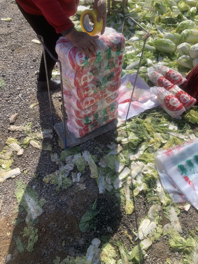 山东精品娃娃菜长期有货，大量供应各大超市电商需要联系