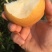 丰水梨