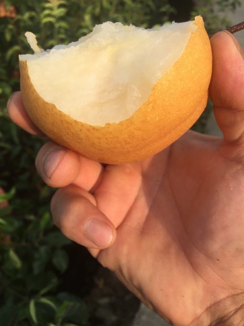 丰水梨