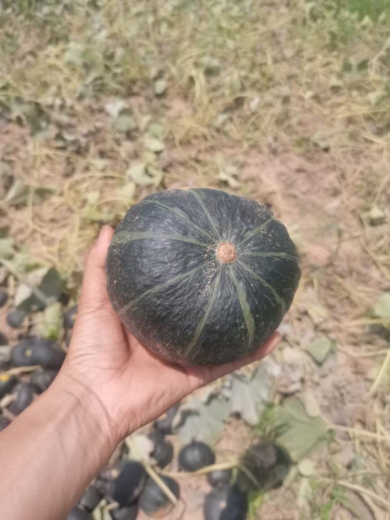 纯沙地贝贝南瓜大量上市，价格合理，质量保证