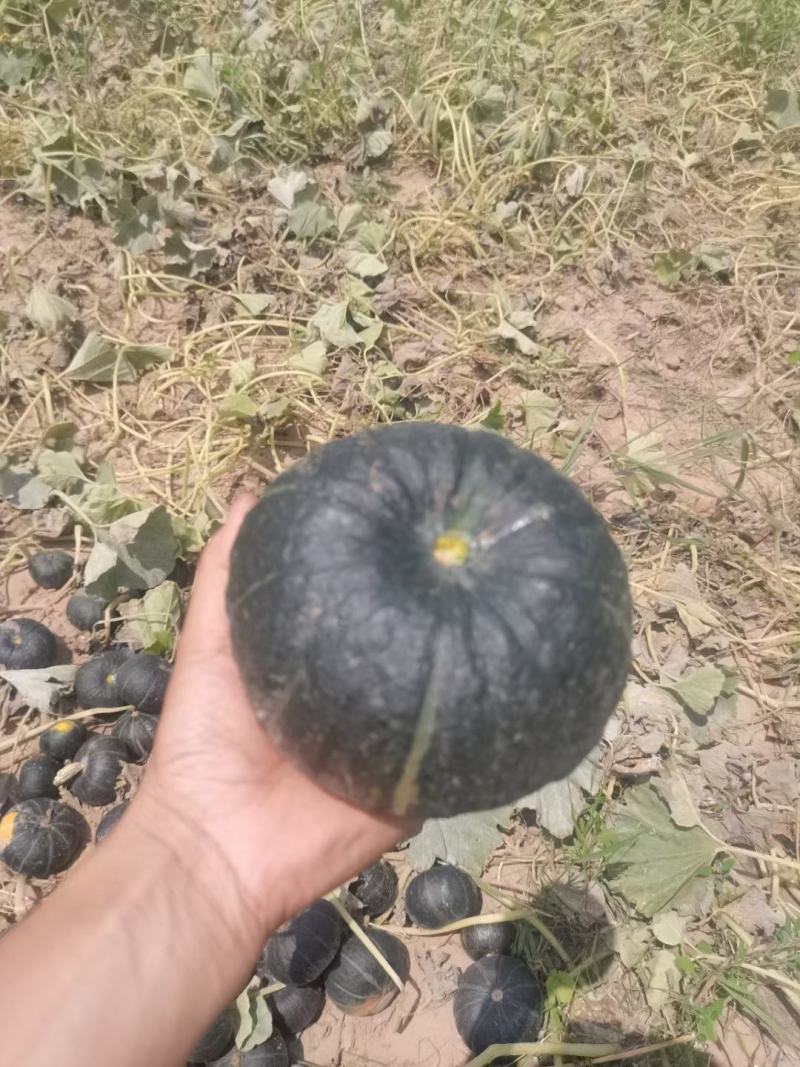 纯沙地贝贝南瓜大量上市，价格合理，质量保证