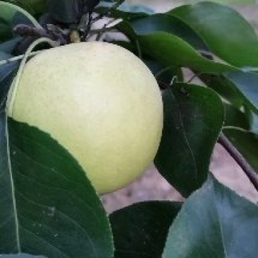 自家果园种植户