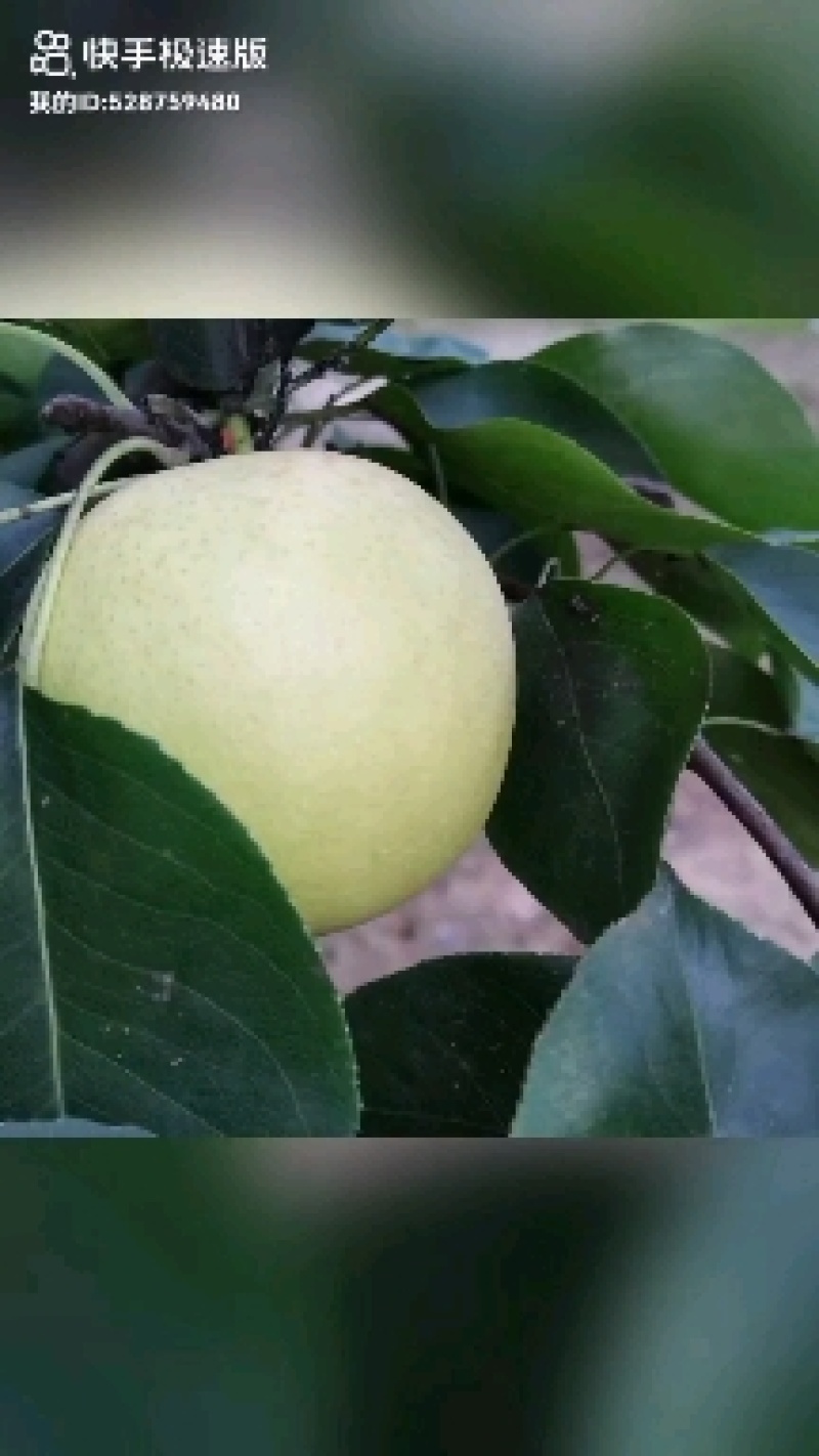 自家果园种植户