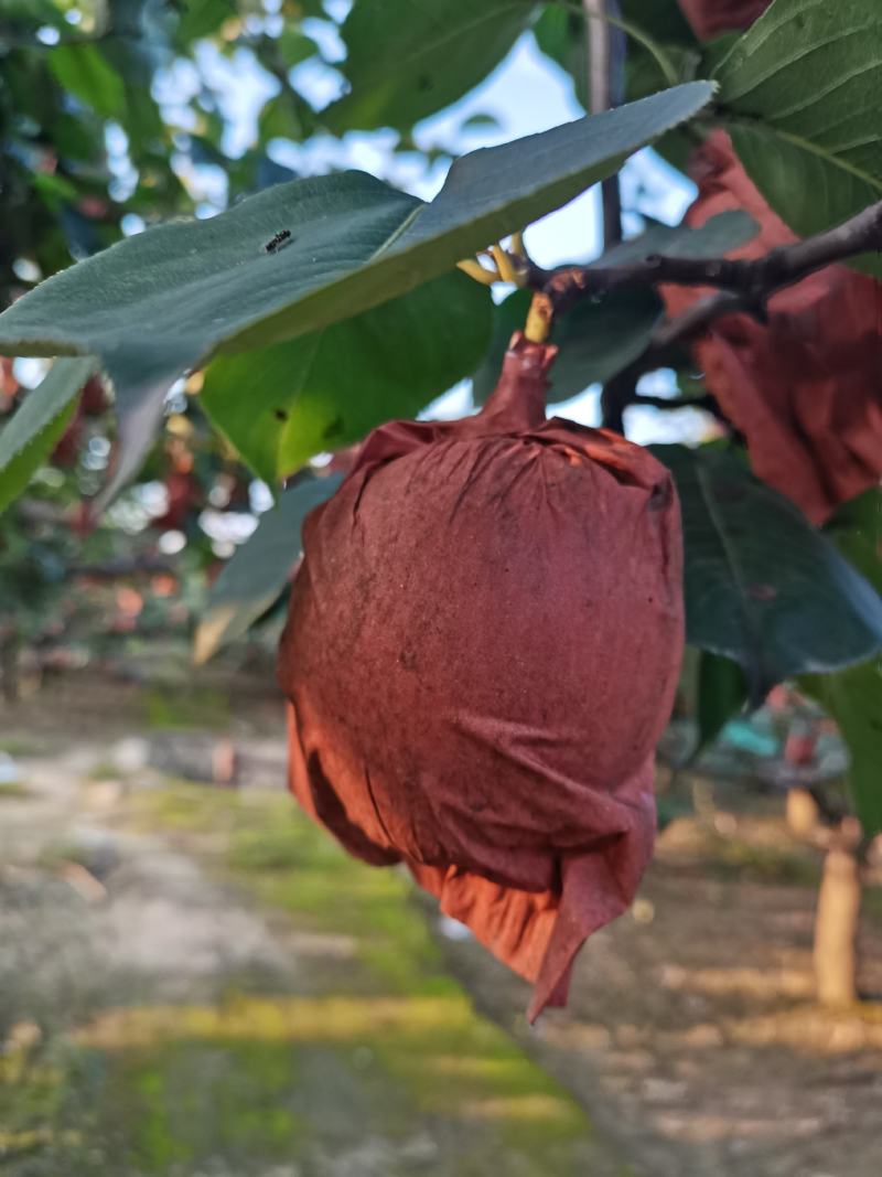自家果园种植户