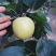 自家果园种植户