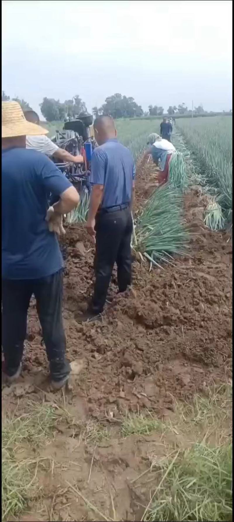 忻州铁杆大葱大量上市钢葱大量供应，代发全国各地
