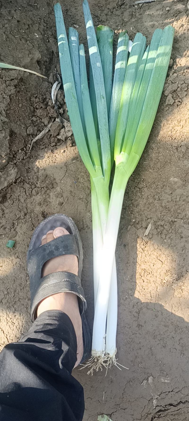 忻州铁杆大葱大量上市钢葱大量供应，代发全国各地