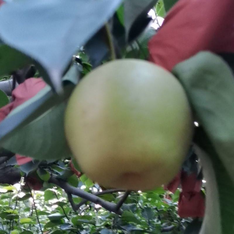 皇冠梨