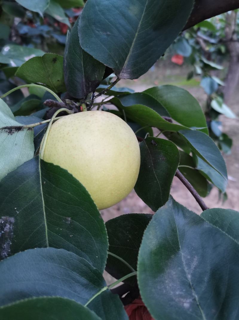 皇冠梨