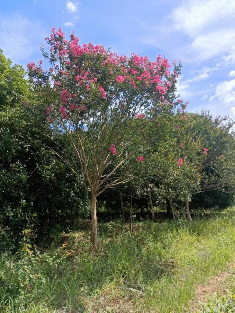 紫薇、红火箭、痒痒花、痒痒树、紫金花、紫兰花、蚊子花
