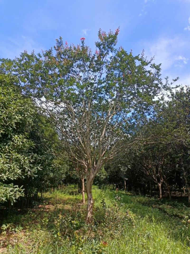 紫薇、红火箭、痒痒花、痒痒树、紫金花、紫兰花、蚊子花