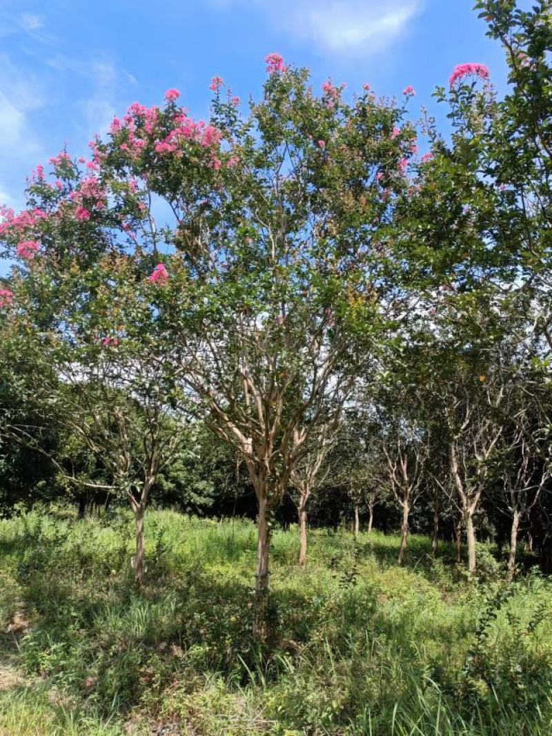 紫薇、红火箭、痒痒花、痒痒树、紫金花、紫兰花、蚊子花