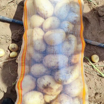 张北土豆大量上市实验一号