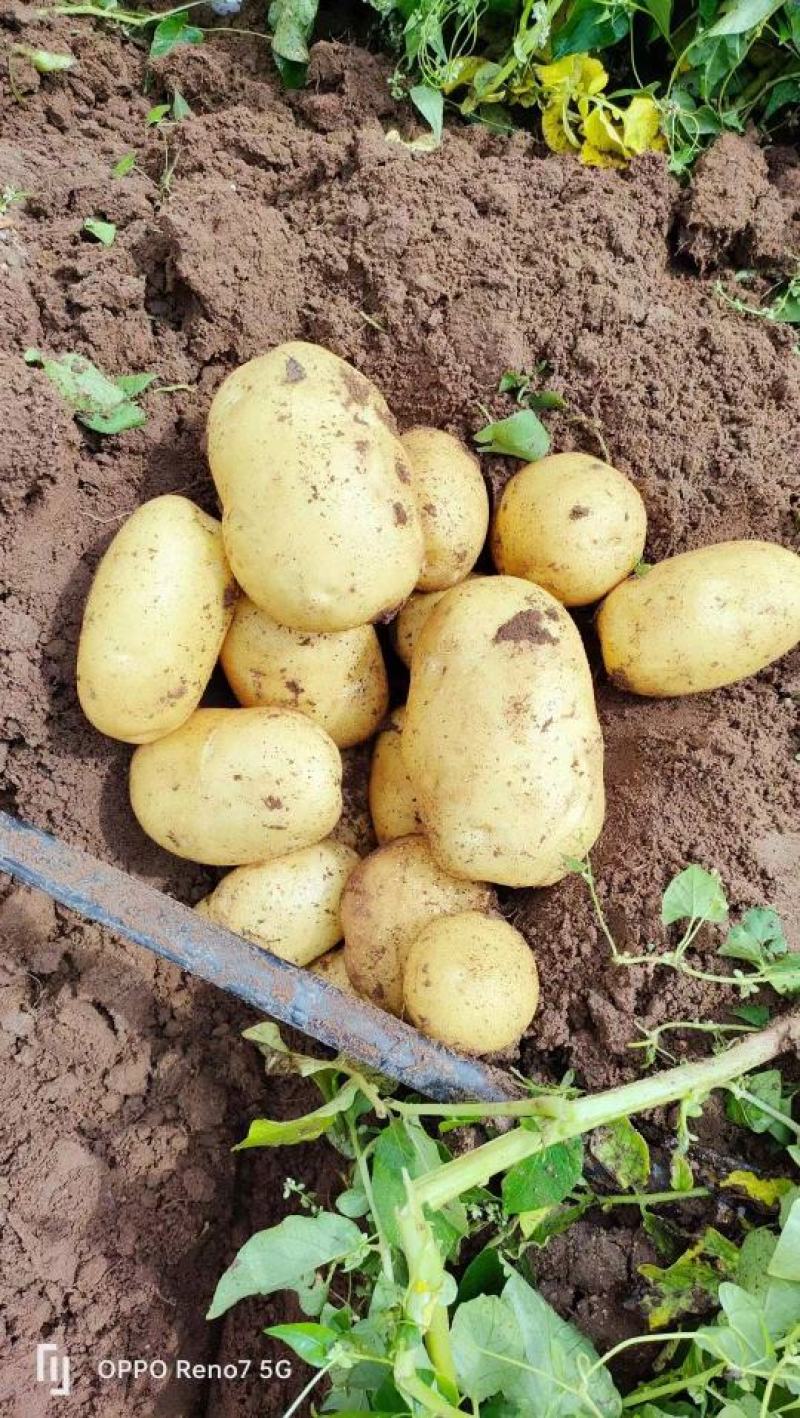张北土豆大量上市实验一号