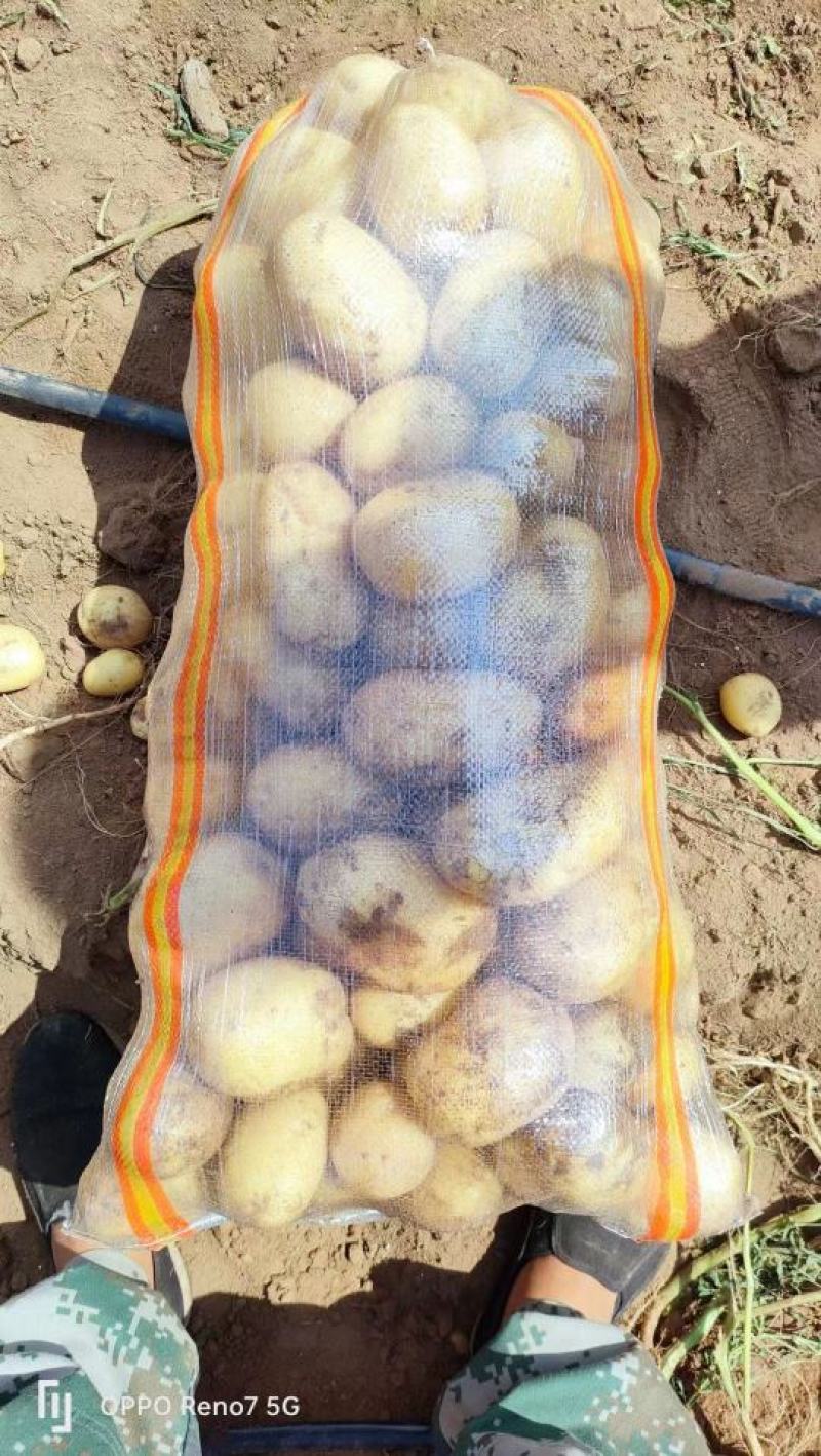 张北土豆大量上市实验一号