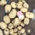 张北土豆大量上市实验一号