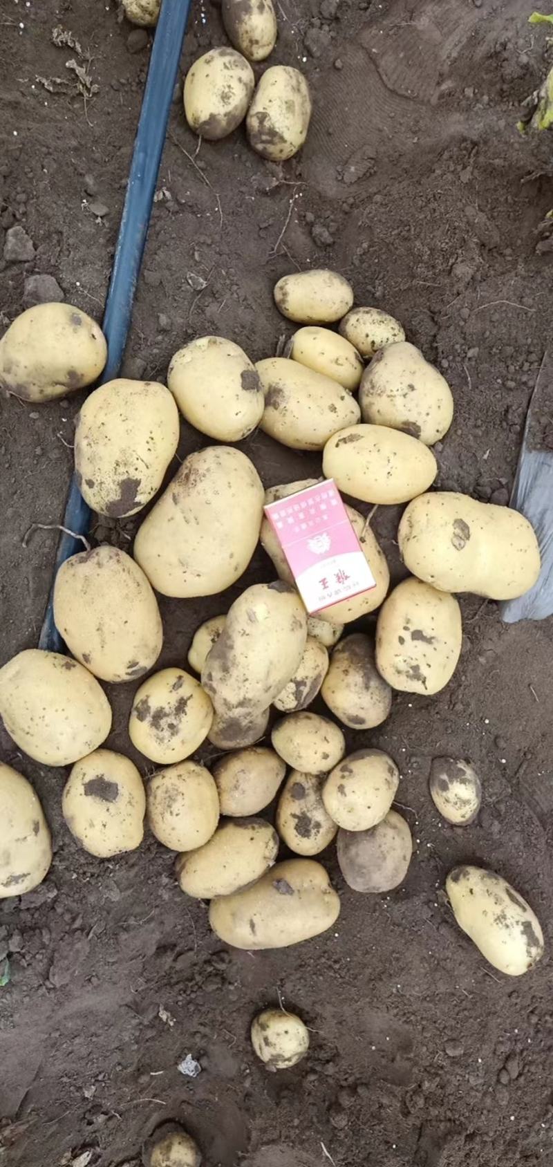 张北土豆大量上市实验一号