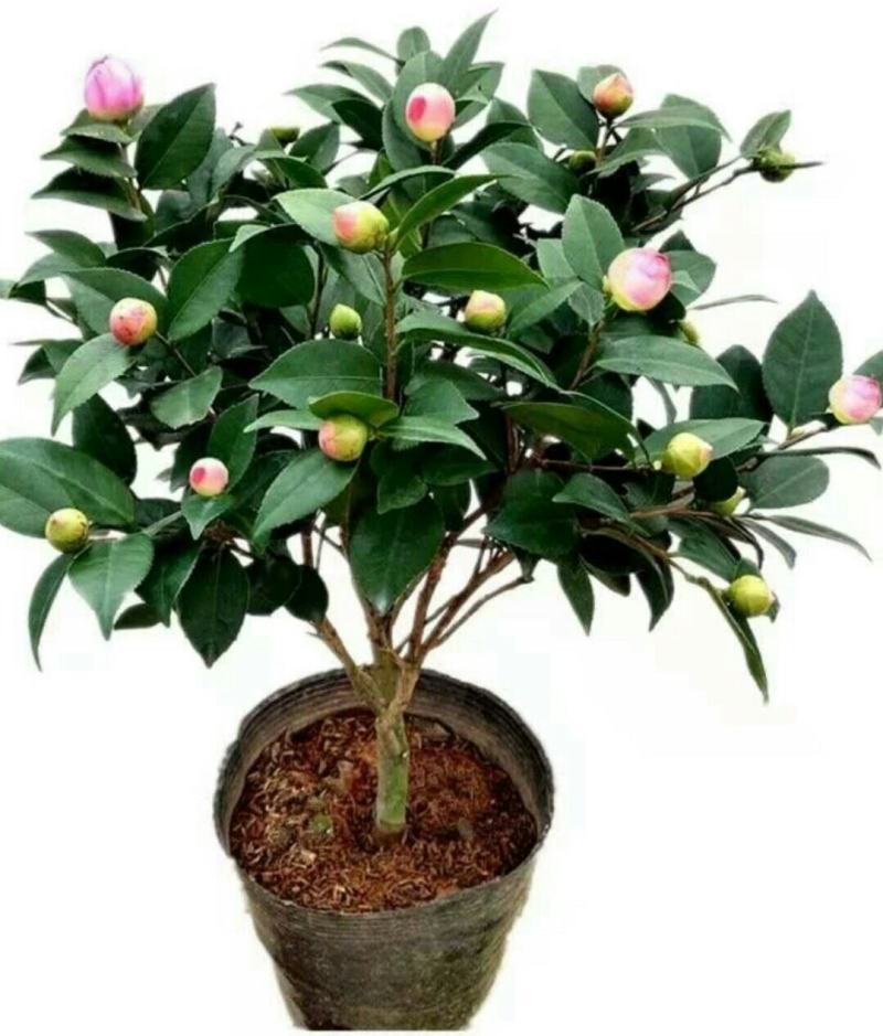 茶花盆栽带花苞浓香型香妃茶花四季常青客厅室内室外耐寒四季