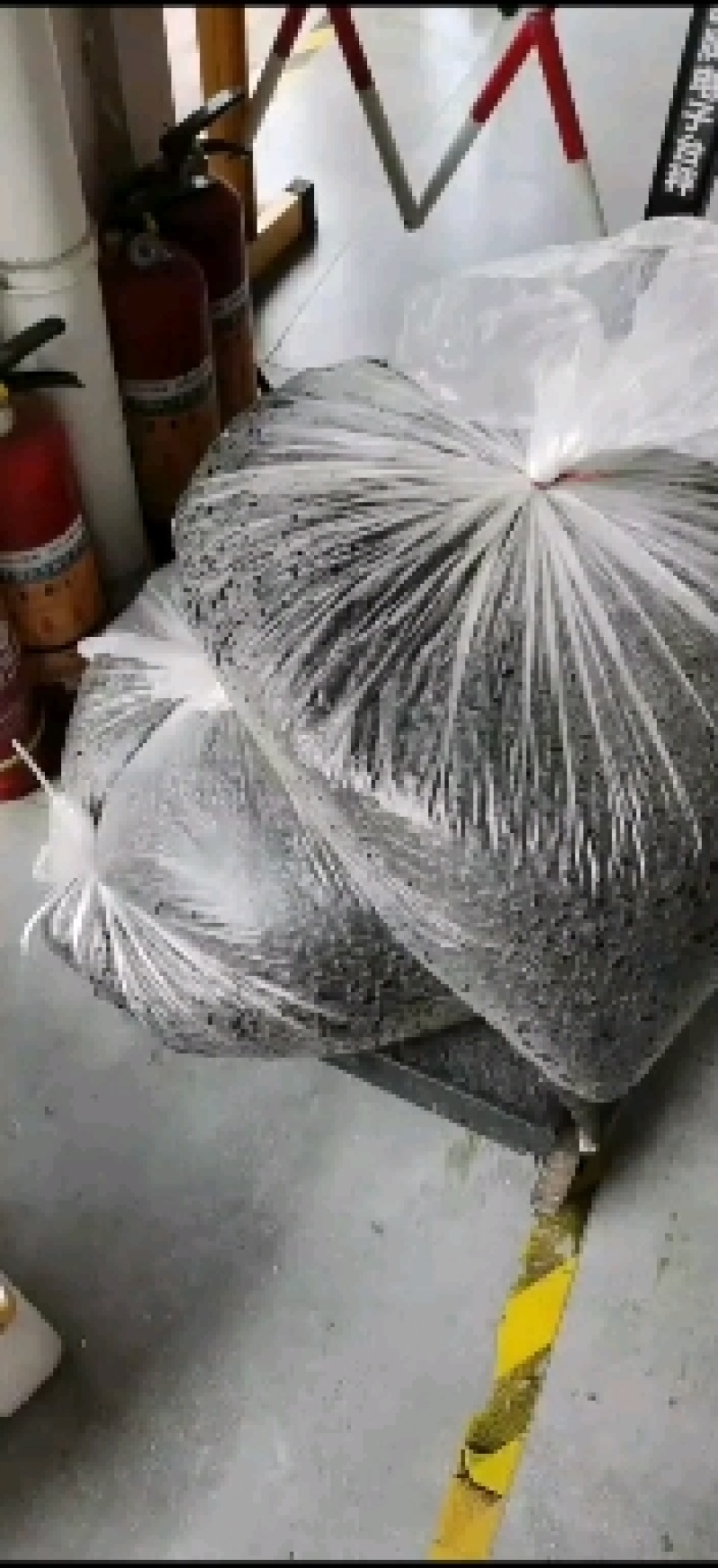贵州九香虫