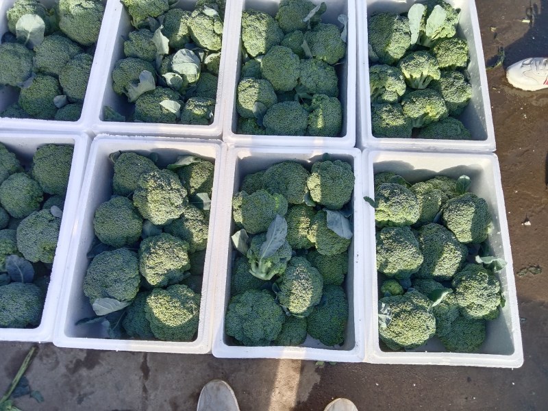 精品西兰花大量有货产地直发视频看货质量保证价格便宜