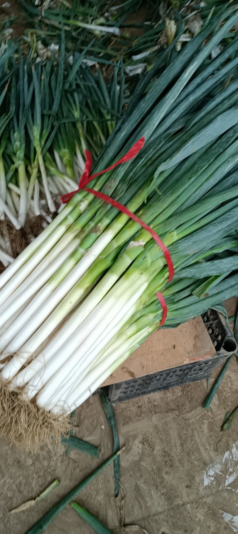 大葱种植基地