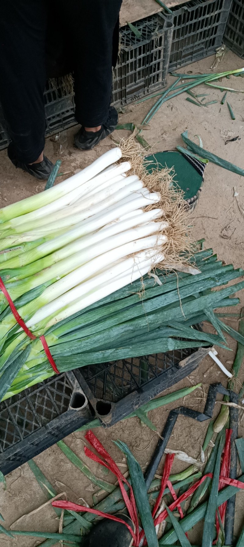 大葱种植基地