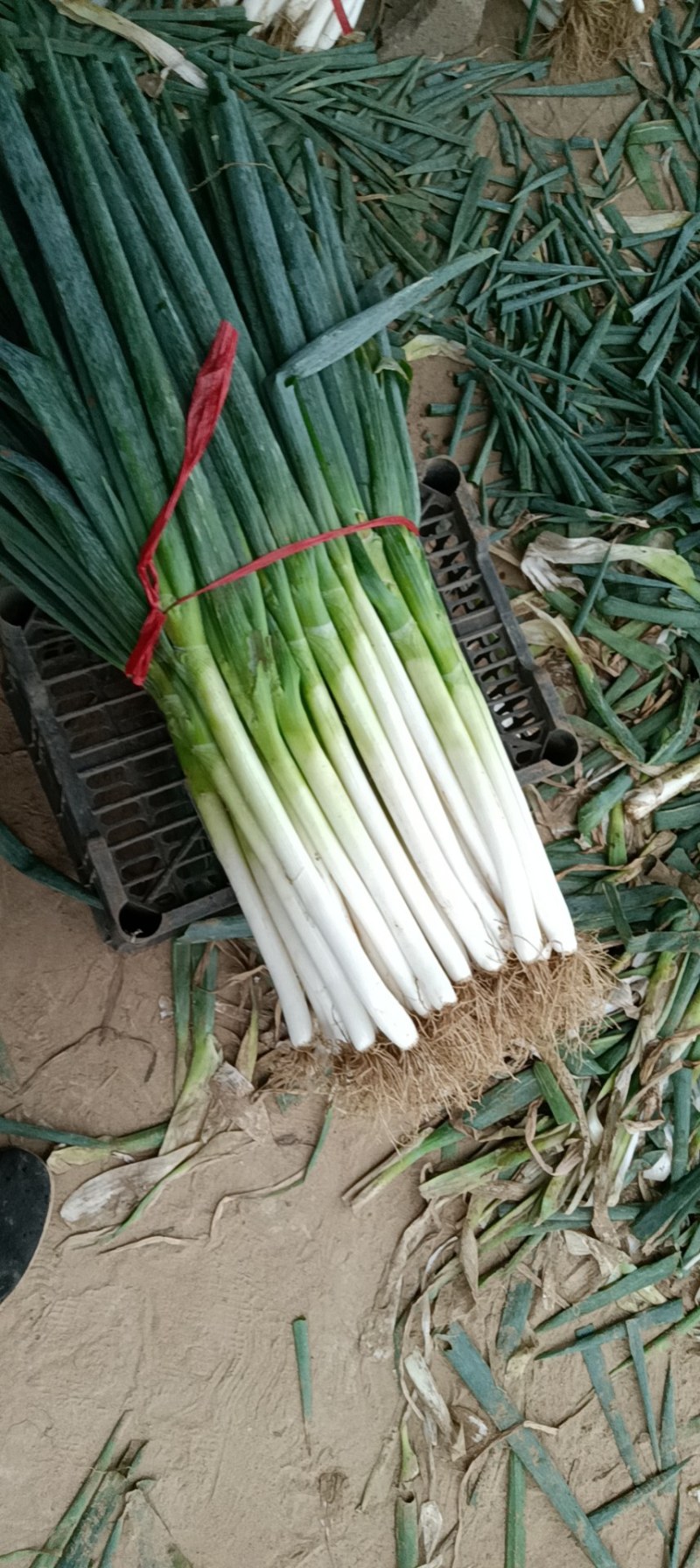 大葱种植基地