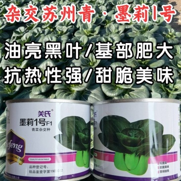 墨莉1号杂交苏州青种子黑叶青菜种子矮脚肥厚耐热高产