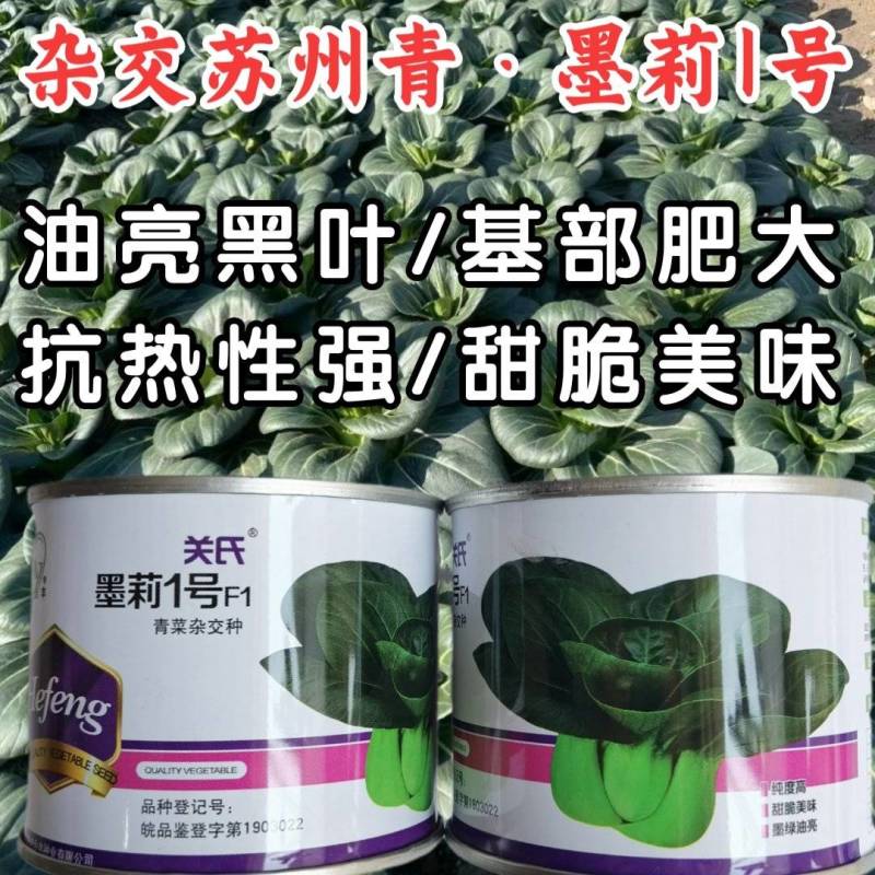 墨莉1号杂交苏州青种子黑叶青菜种子矮脚肥厚耐热高产