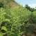 供应秦翠乔化，矮化苹果苗20000株
