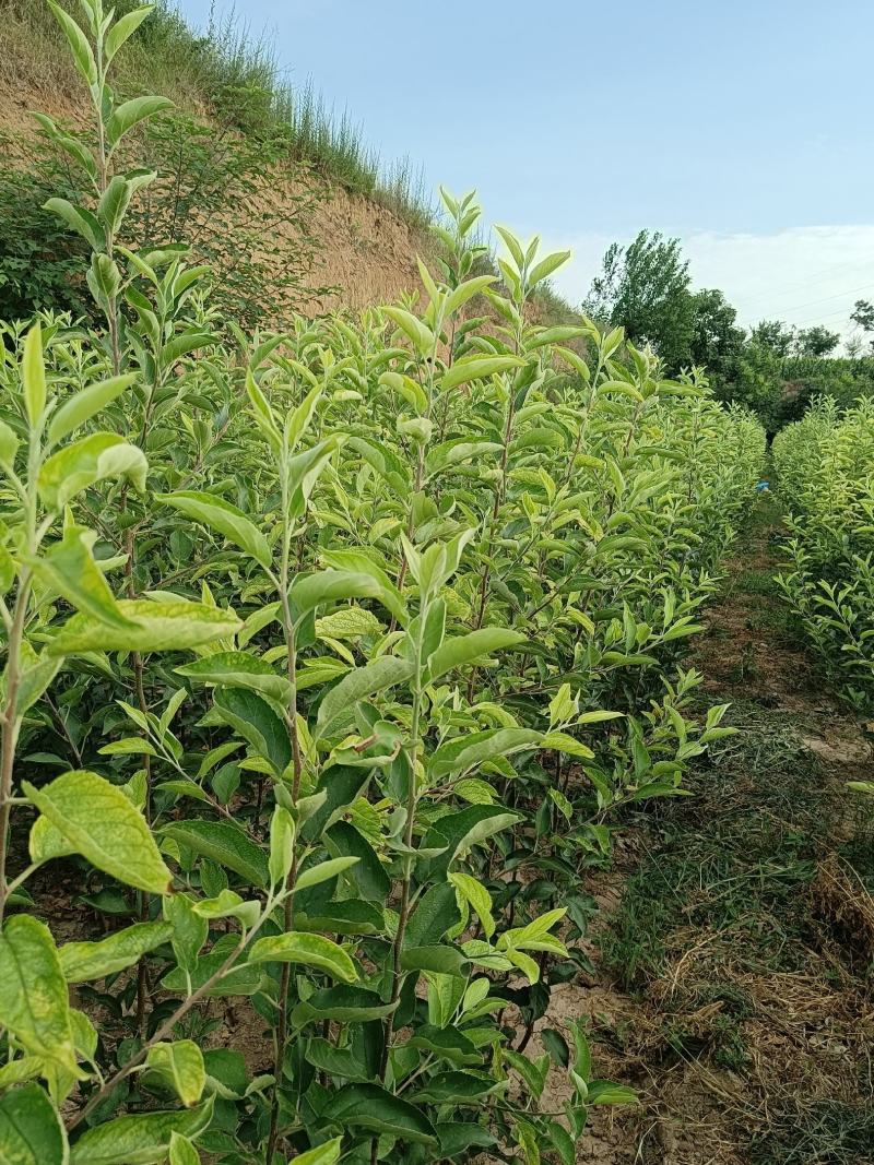 供应秦翠乔化，矮化苹果苗20000株