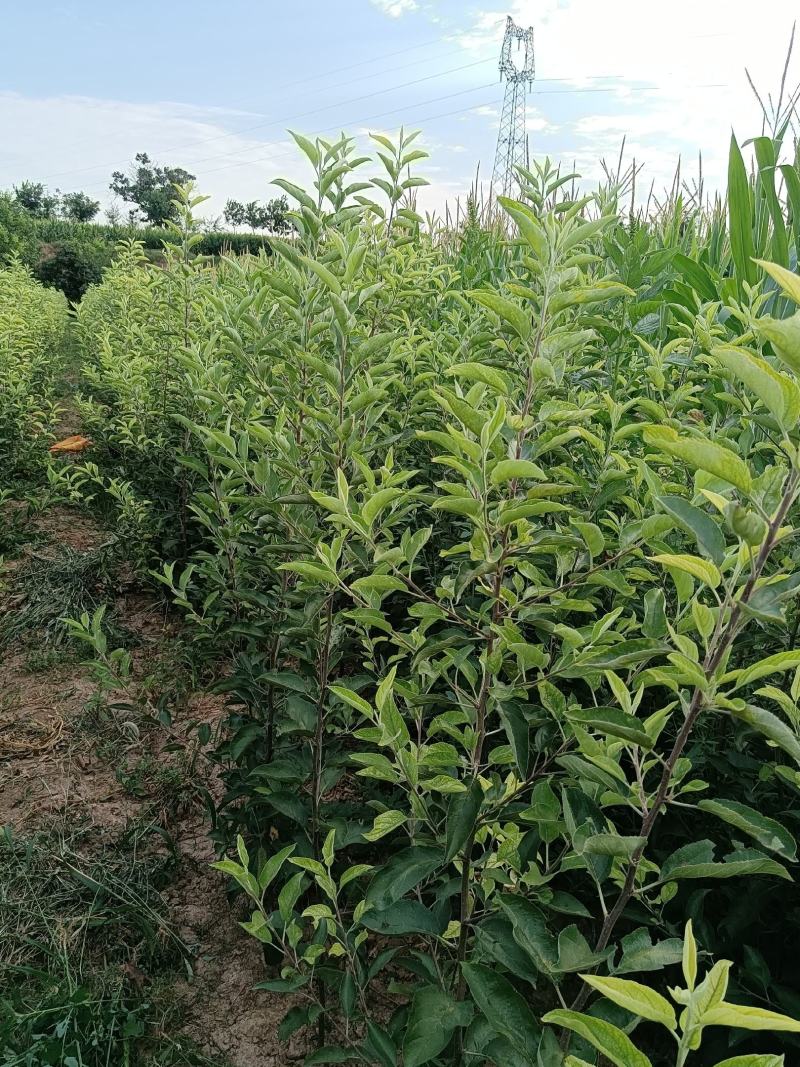 供应秦翠乔化，矮化苹果苗20000株