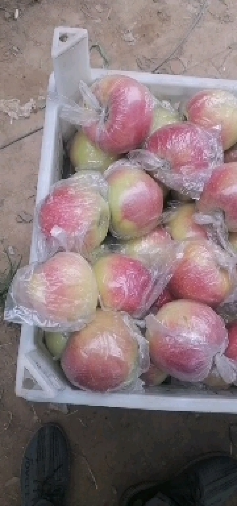 美八苹果大量上市颜色鲜艳口感脆甜基地直供
