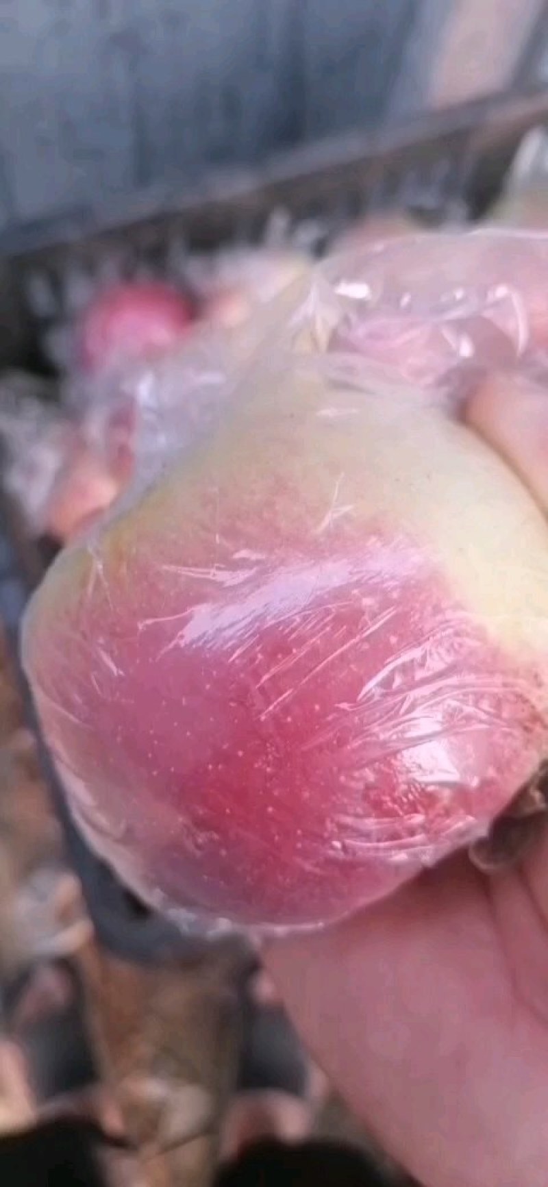 美八苹果大量上市颜色鲜艳口感脆甜基地直供