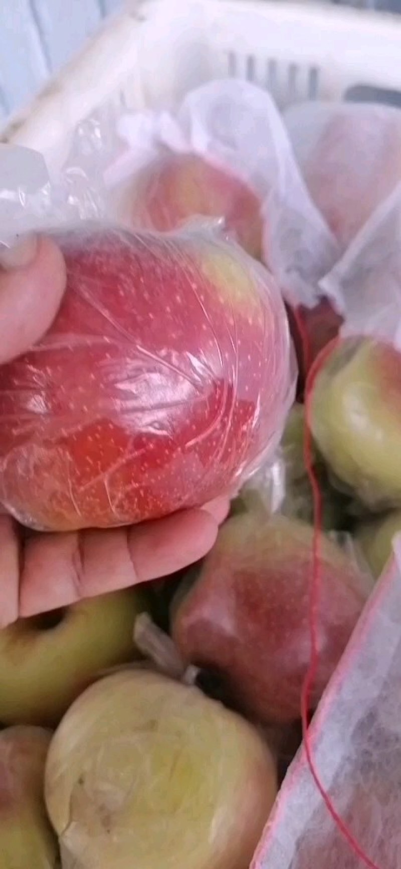 美八苹果大量上市颜色鲜艳口感脆甜基地直供