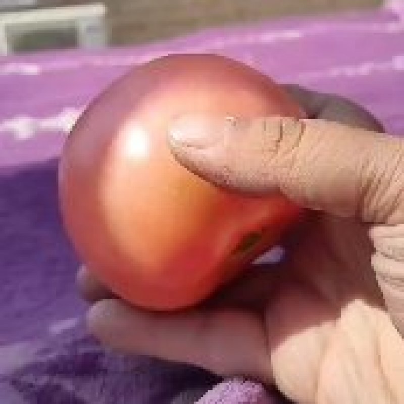 大红硬果精品大红弧三以上大量供应！