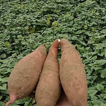 红薯