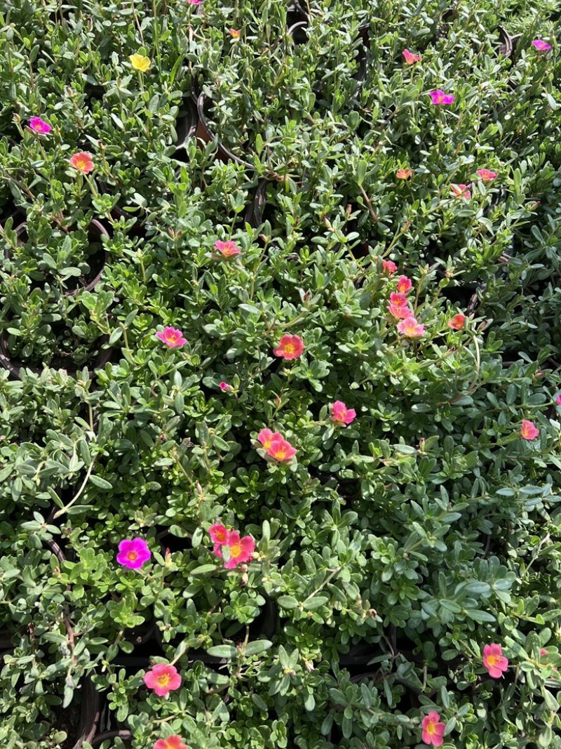 120#太阳花基地大量生产