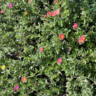 120#太阳花基地大量生产