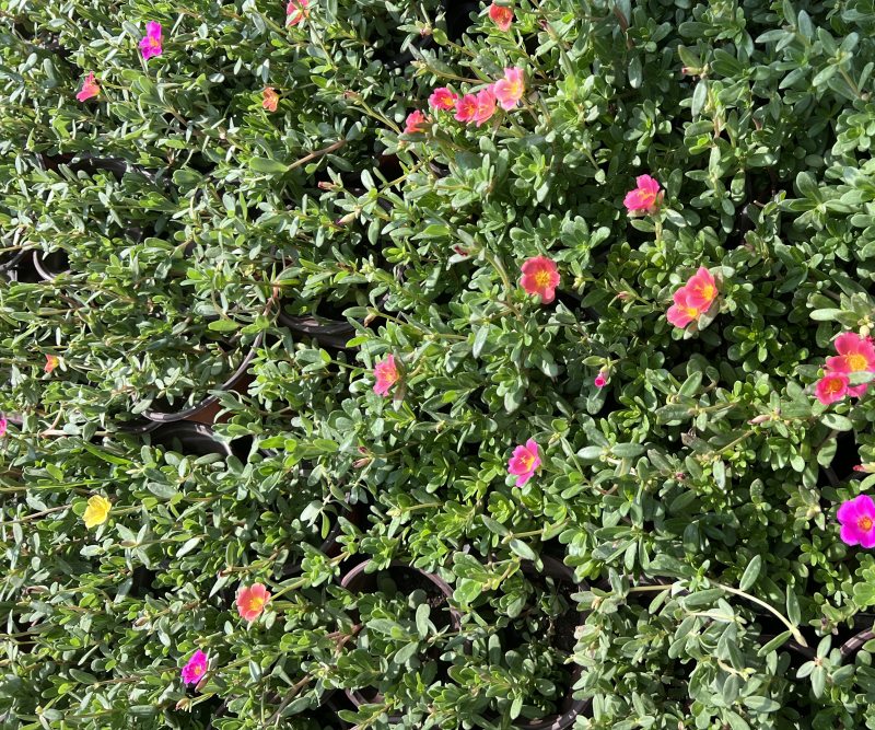 120#太阳花基地大量生产