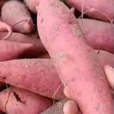 西瓜红红薯大量供应