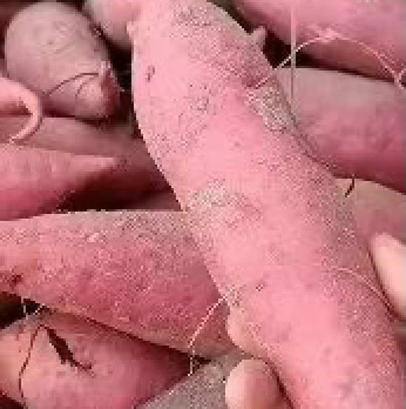 西瓜红红薯大量供应