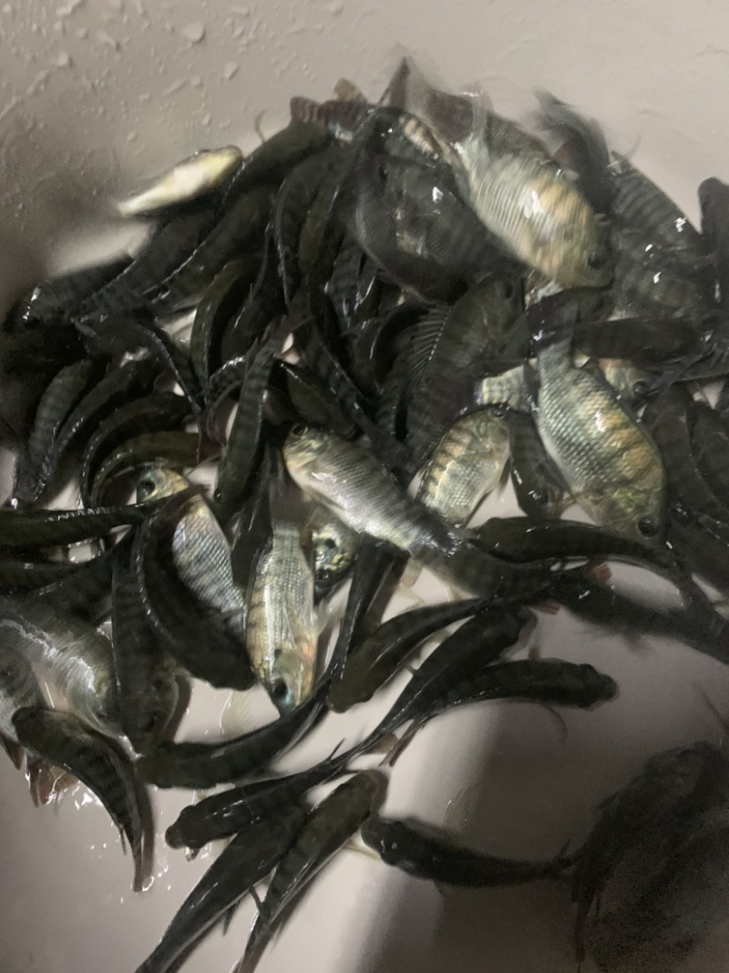 新品种罗非鱼苗，经过改良后比以往品种要好。